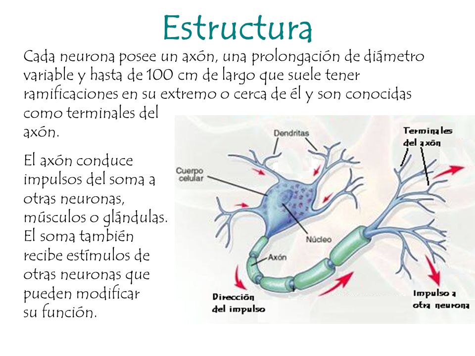 funcion del axon terminal de la neurona